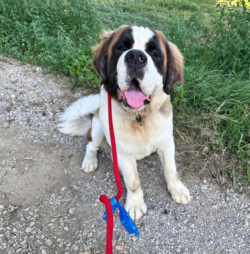 Dober pasji hotel, kjer poskrbimo tudi za sprehode, Obala, Goriška