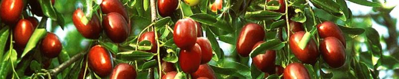 Pridelava in prodaja sadnih sadik Vipava, Slovenija