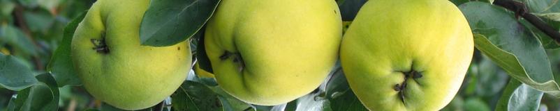 Prodaja sadnih sadik Vipava