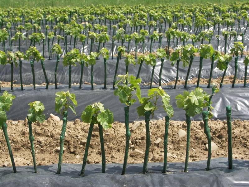 Sale of high-quality cane grafts Slovenia