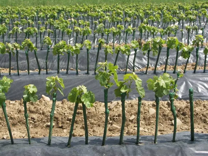Sale of high-quality cane grafts Slovenia