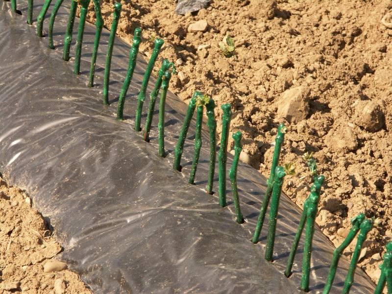 Sale of cane grafts Slovenia