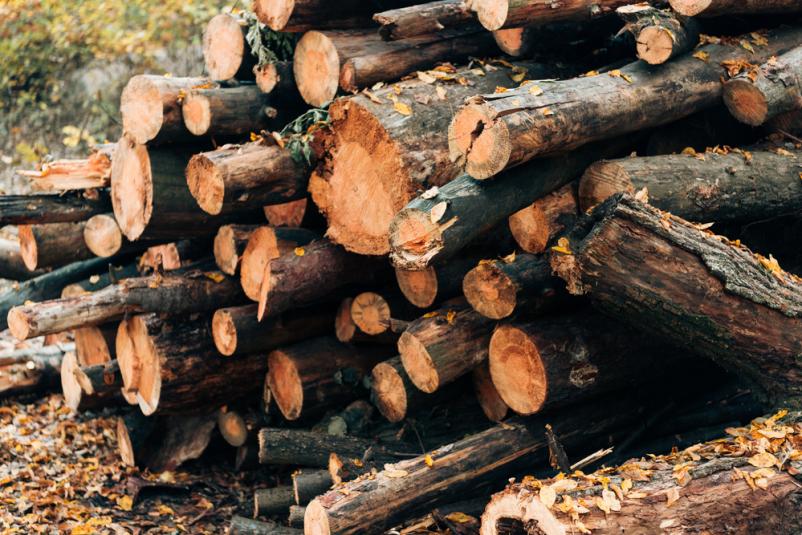 Posek in spravilo lesa Laško