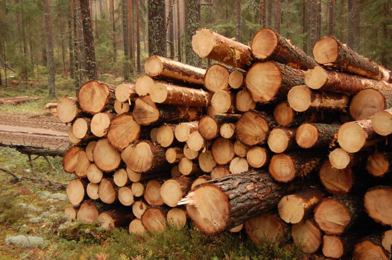 Ugoden posek lesa Primorska