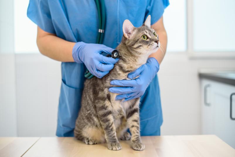 Veterinar Nova Gorica