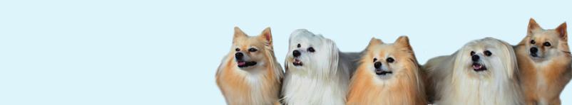 Poceni veterinarski pregledi Ljubljana