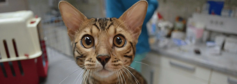 Za cepljenje malih živali v Murski Soboti se obrnite na Veterina Škarica