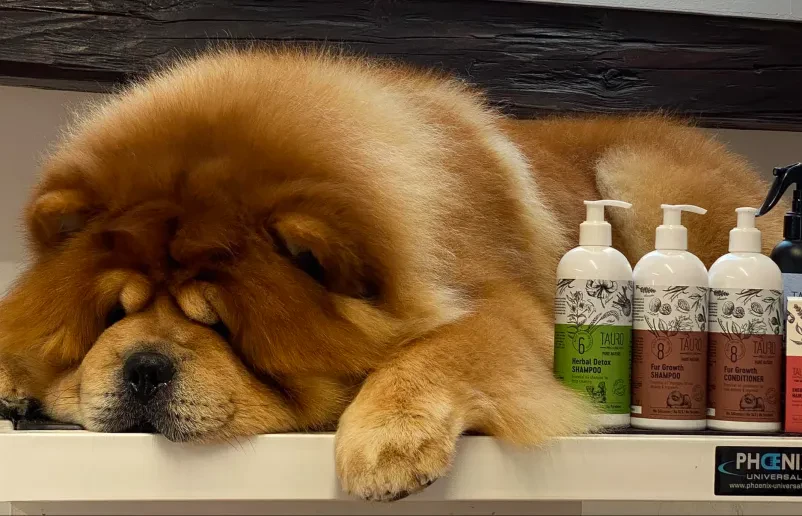 Dober pasji salon Gorenjska