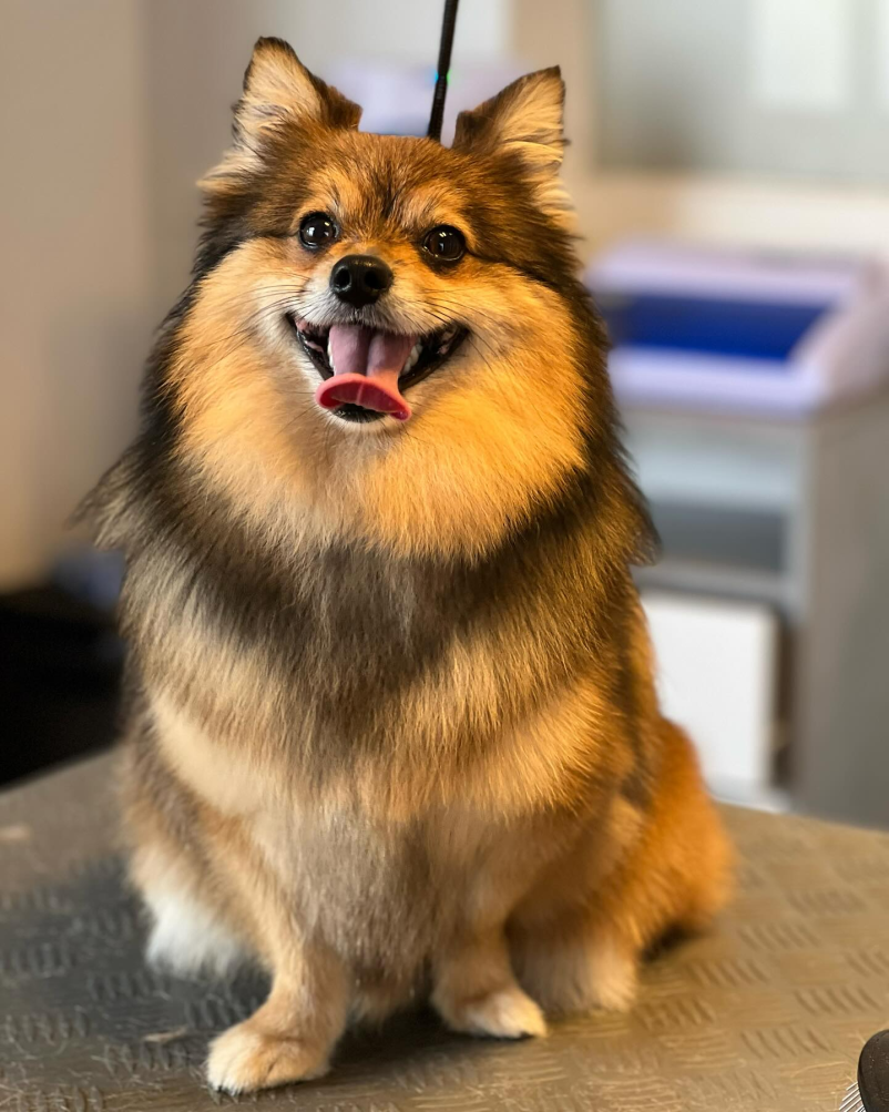 Dober pasji salon za male živali Cerknica, okolica