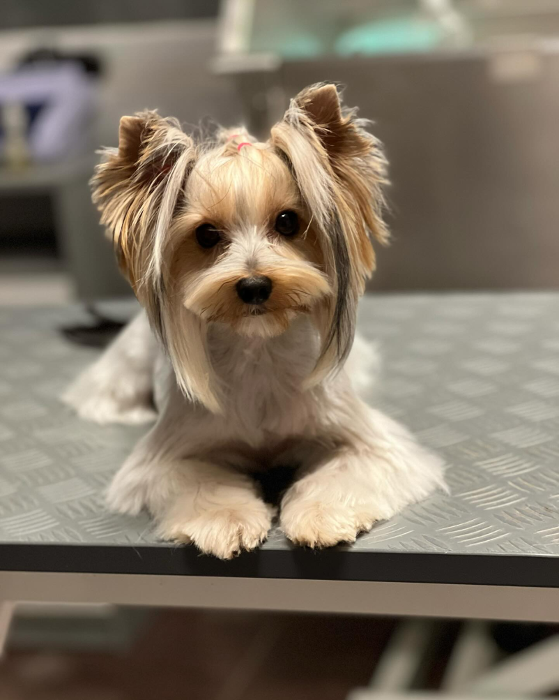 Salon za pse in druge male živali, ki ga pozna vsa Cerknica!