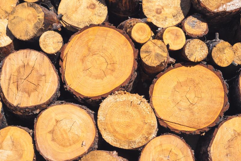 Organizacija dražbe lesa Gornja Radgona