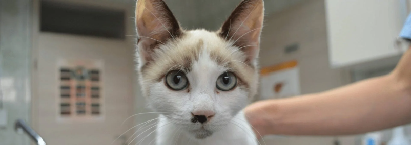 Izvajamo celovite in ugodne preglede malih živali v Murski Soboti