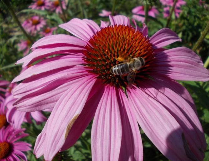 domač med štajerska