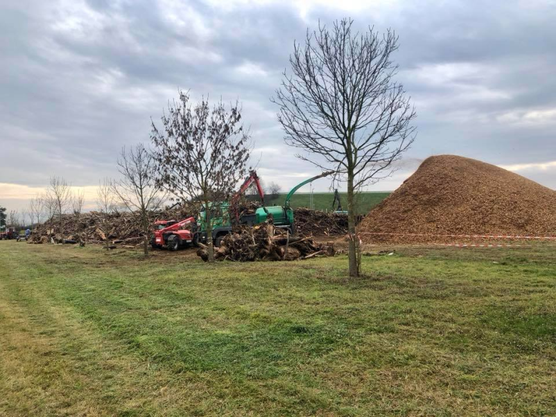 Ugoden bukov les Savinjska