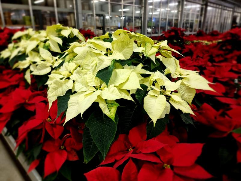 Svetovanje o vrtnarstvu Slovenija