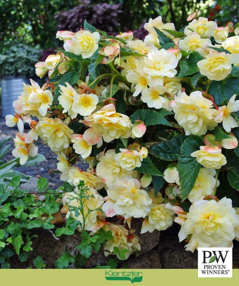 Nasveti o vrtnarstvu Slovenija