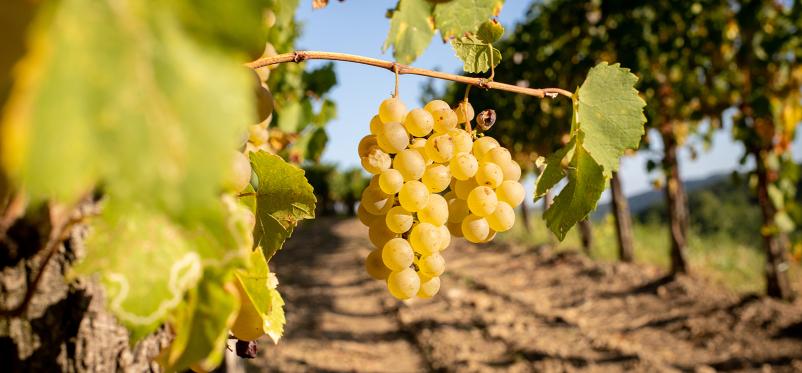 Vrhunska bela in rdeča vina Goriška