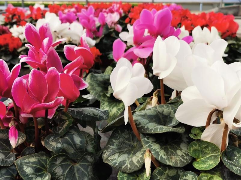 Vrtnarstvo Ljubljana, Osrednja Slovenija