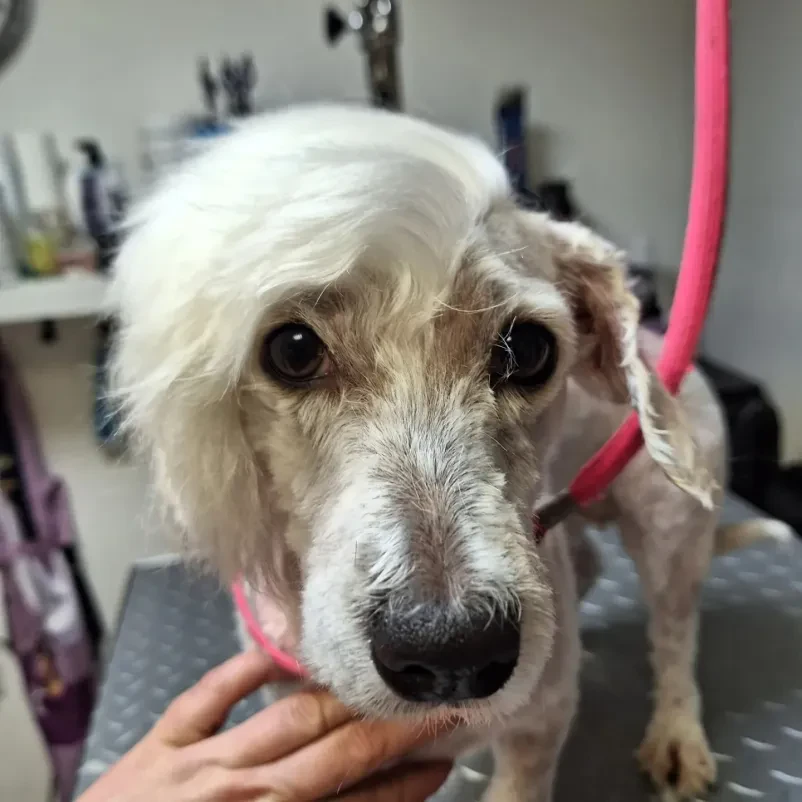 Dober pasji salon, Mengeš
