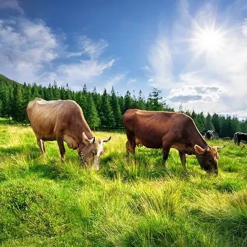 Ekološko kmetovanje Slovenija