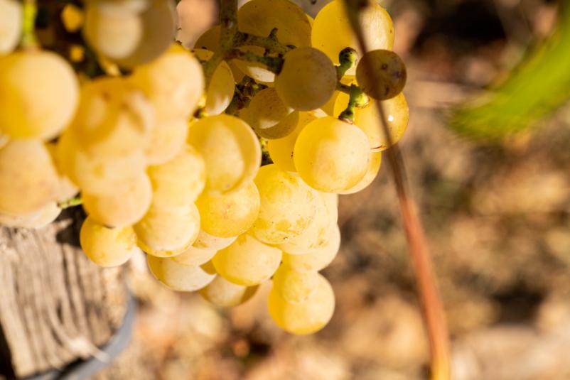 Najboljša vina na Goriškem