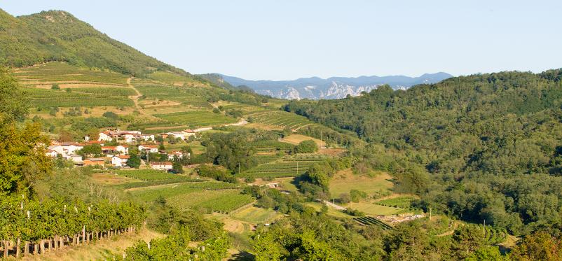 Kvalitetna vina Goriška