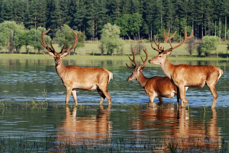 Lovska zbirka in Polharski muzej Loška dolina