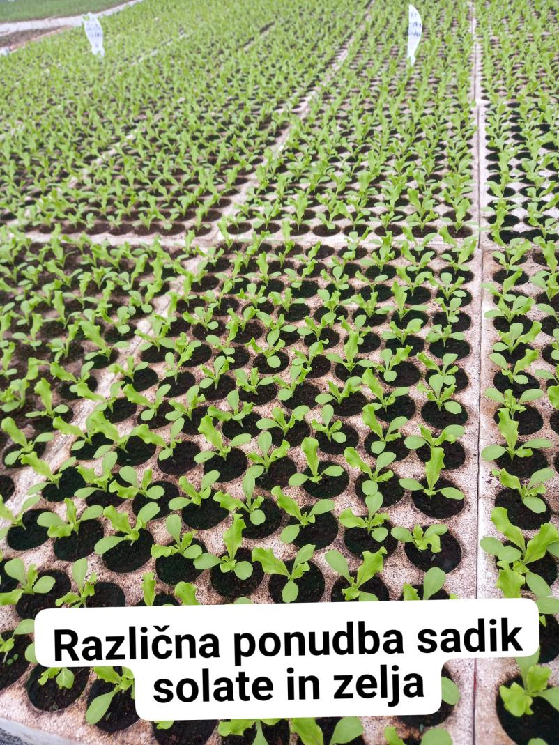 Sadike zelenjave Ljubljana, Osrednja Slovenija