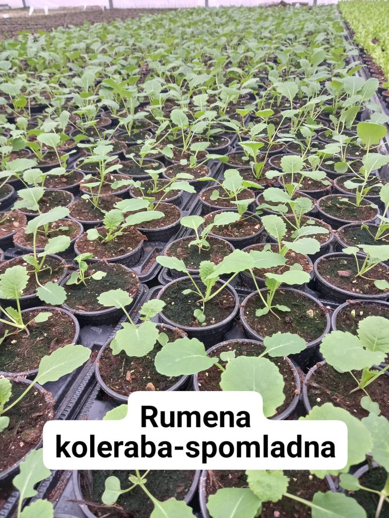 Prodaja sadik zelenjave Ljubljana