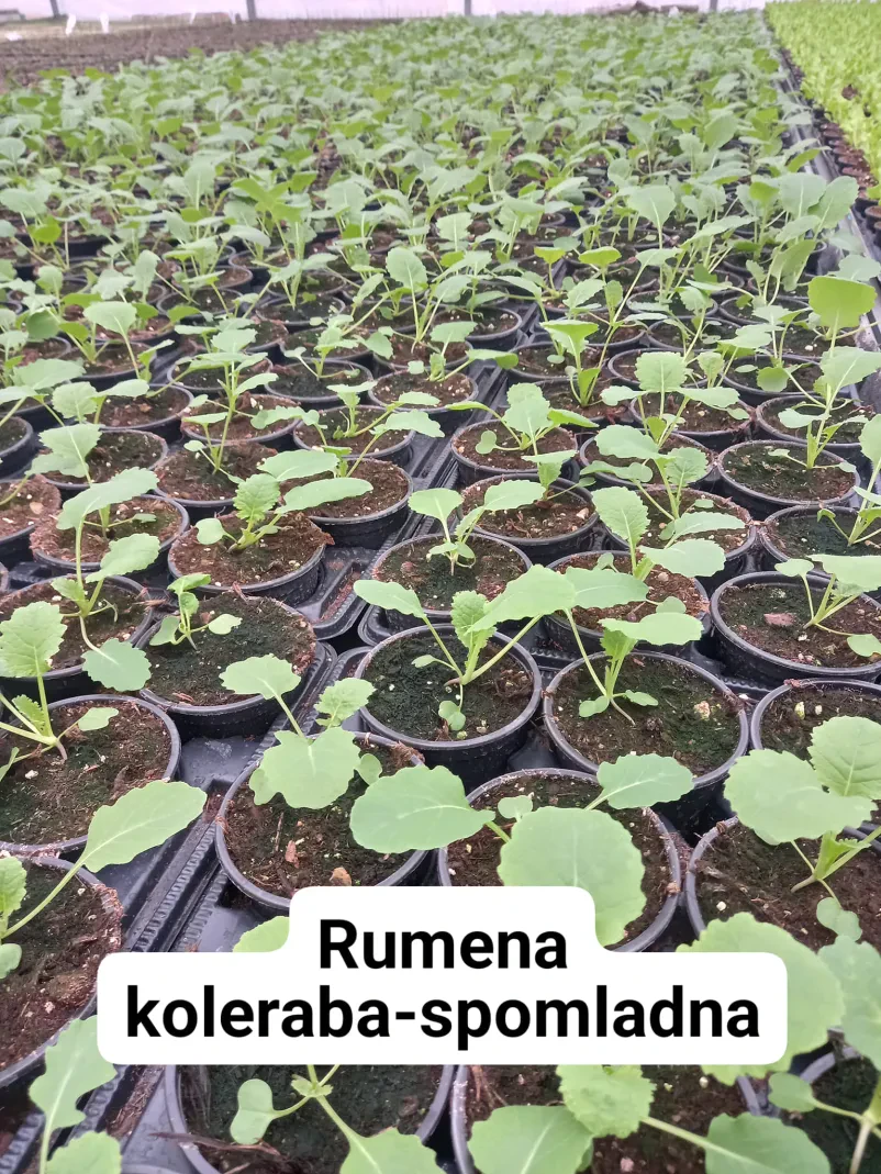 Prodaja sadik zelenjave Ljubljana