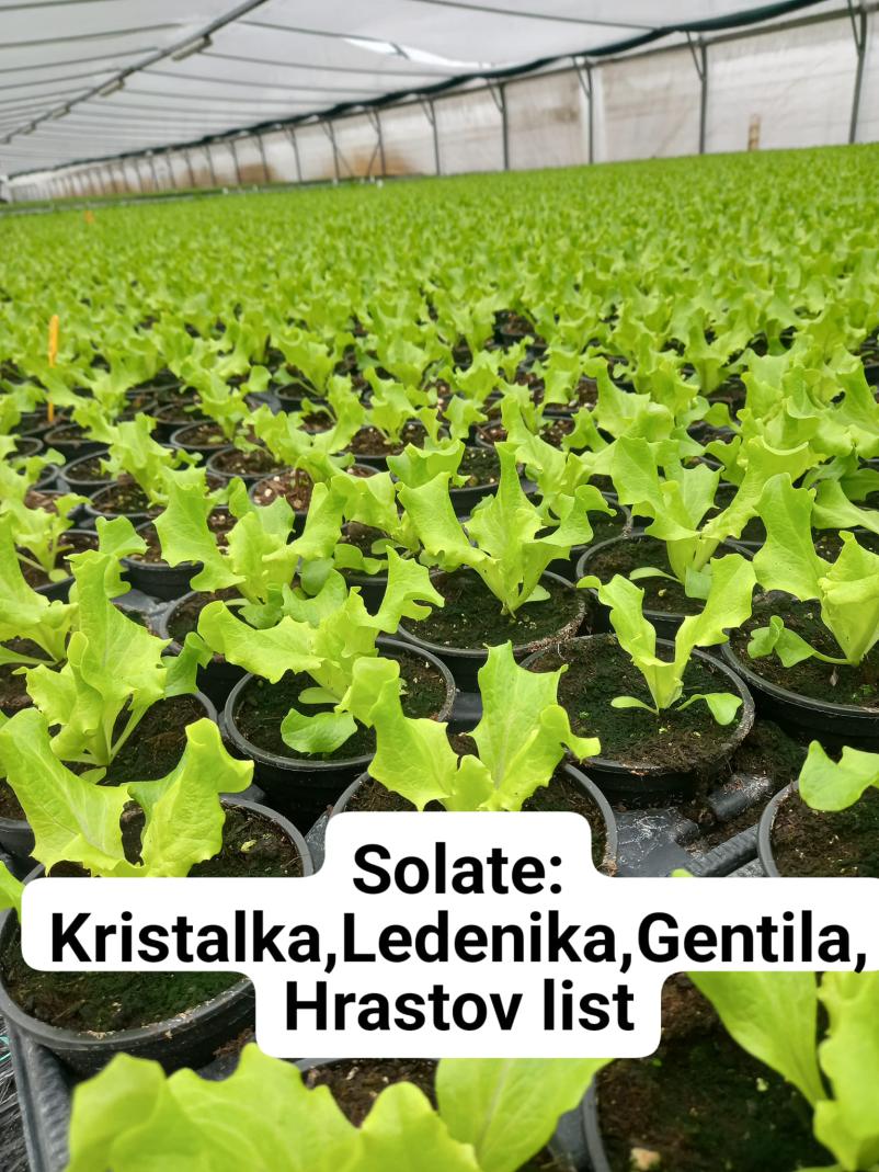 Prodaja sadik zelenjave