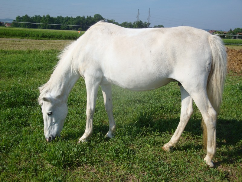 Jahalna šola za odrasle Ljubljana