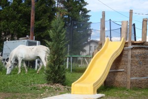 Šola jahanja za odrasle Ljubljana