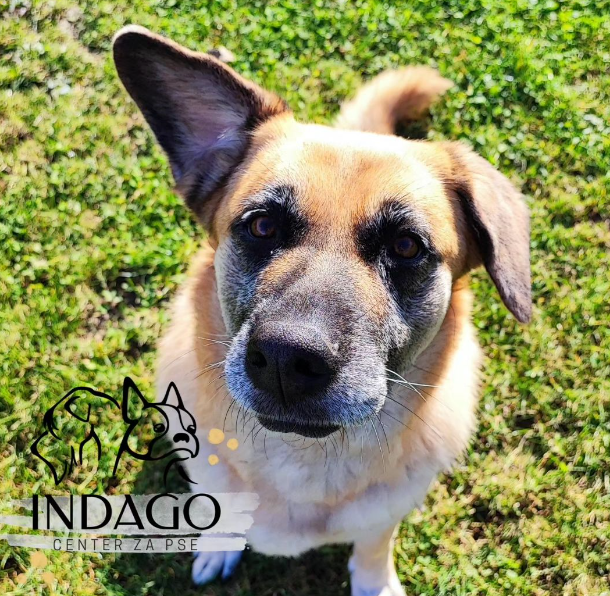 Šolanje in dresura psa, Ptuj