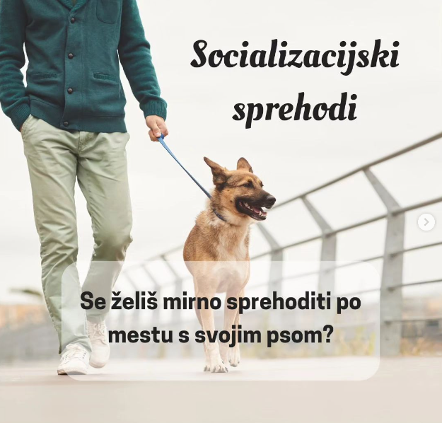 Šolanje psa, Ptuj