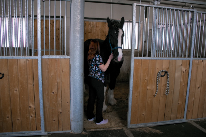 Veterinar za konje Štajerska