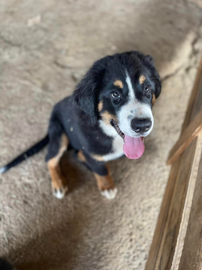 Nujno cepljenje malih živali Črnomelj