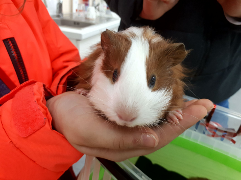 Dežuren veterinar Črnomelj