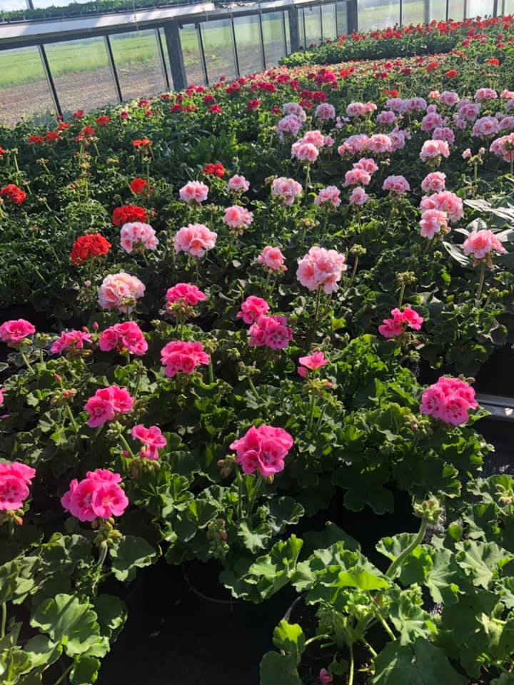 Najlepše pelargonije Slovenija kupuje pri nas