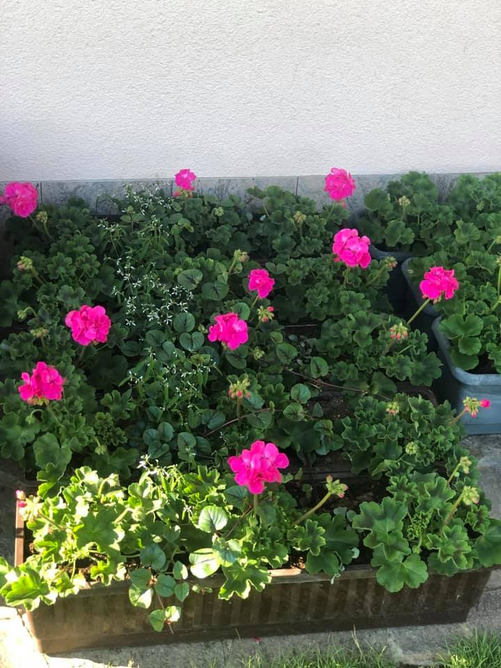 Okrasno balkonsko cvetje Slovenija