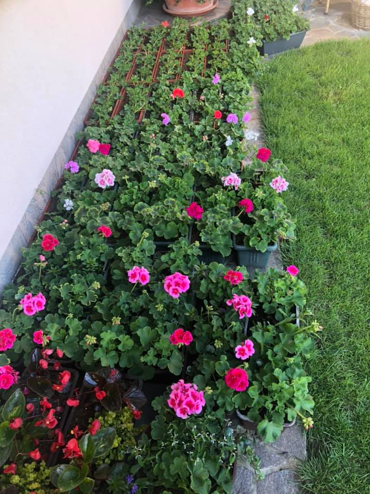 Lepo balkonsko cvetje Slovenija