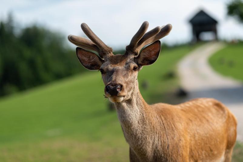 Ogled jelenov na prostem Velenje