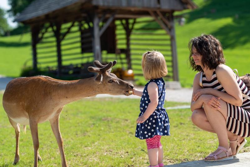 Ogled jelenov Velenje