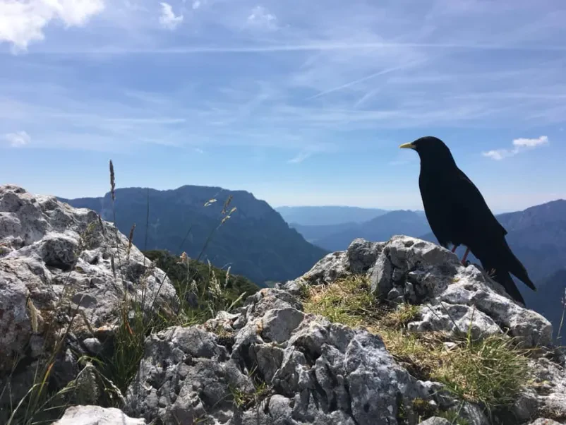 Planinsko društvo Šentjošt