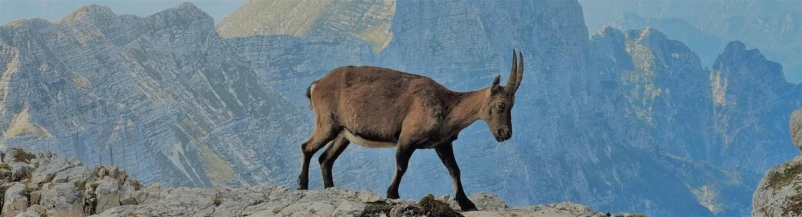 Planinsko društvo Savinjska