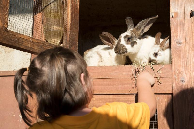 Poletni tabor na kmetiji 