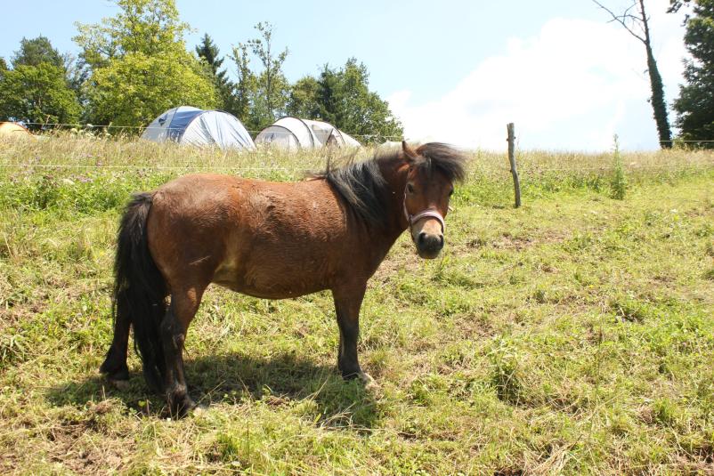 Tabor na kmetiji za otroke