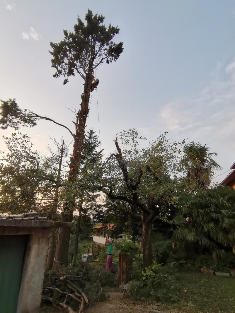 Posek in obrezovanje dreves Goriška