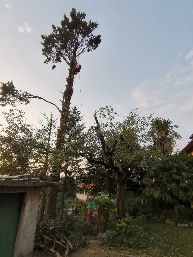 Posek in obrezovanje dreves Goriška