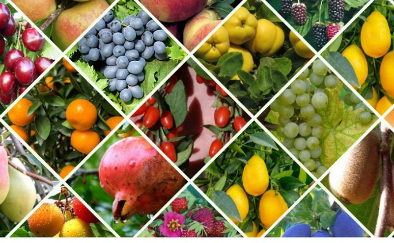 Sadne in okrasne rastline Črnomelj, Bela krajina